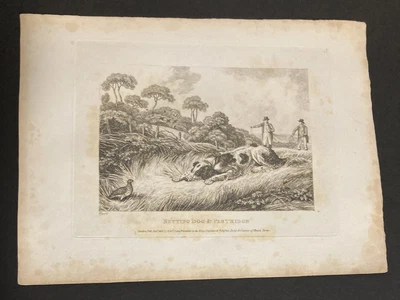 £9.99 • Buy Etching By Samuel Howitt Setting Dog & PARTRIDGE