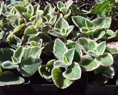 8 X Plectranthus Variegated MOTHER OF HERBS CUTTINGS Medicinal Drought Fire • $12.50