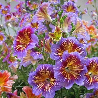 Chilean Morning Glory Seeds - 200pcs Mixed Color Seeds For Stunning Flowers • $7.95