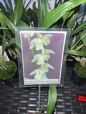 Dendrochilum Cornutum X 5 Plants • $135