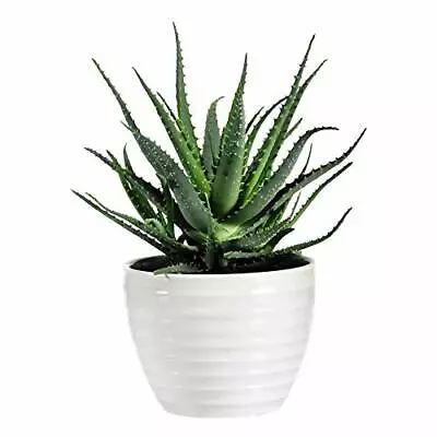 T&M Aloe Vera House Plant Indoor Medicinal 10.5cm Pot Succulent Barbados Aloe • £14.99