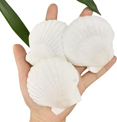 $15.80 • Buy 25 Pcs Natural Scallop Shells White Sea Shells From Sea Beach For DIY Craft Home