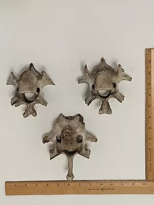 Lot Of 3 Cow Vertebrae Spine Bones Western Arts Crafts Display  • $20