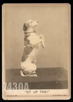 Sit Up Tink! Rare Oversized 1891 Photo Jack Russell Terrier Trick Dog • £304.86