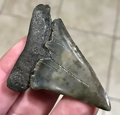 KILLER CAMO - S.W.FLORIDA LAND FIND - 2.39” X 1.82” Mako Shark Tooth Fossil • $25