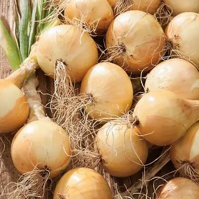 £1.89 • Buy Onion Ailsa Craig Vegetable Seeds Grow Your Own Simply Garden