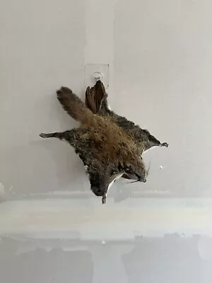 Beautiful Adorable Flying Squirrel Small Animal Taxidermy Mount Art Wildlife #7 • $350