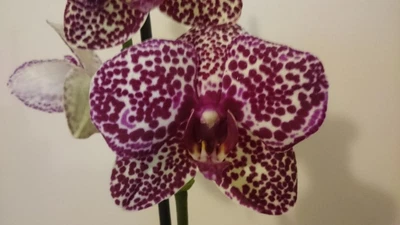 $35 • Buy Phalaenopsis Lioulin Wild Cat In Flower Orchid Plant Spike
