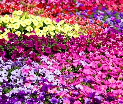 Petunia Mixed Colors 200+ Seeds! Packed For 2024 Pink Black Red Yellow Purple • $1.59