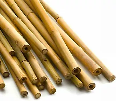 Bamboo Canes 6ft/180cm 16 To 18mm Thick Garden Stake Plant Flower Support Stick • £48.99