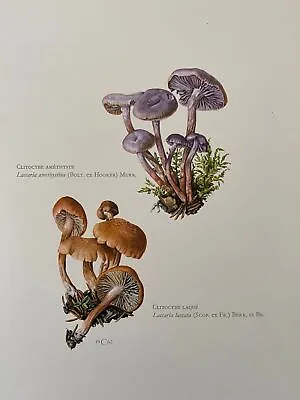 CLITOCYBE Mushroom Print. Antique And Vintage Natural Sciences And Spore Print. • $26.40