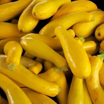 Zucchini- Early Prolific Straightneck 10 Seeds | TSC: Heirloom & OP Seeds Non- • $3.49