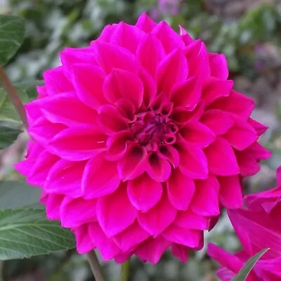 Dahlia DIVA -(1 Clump Of 6 Tubers)- Purple Pink Violet Root Bulbs Cluster Flower • $21.95