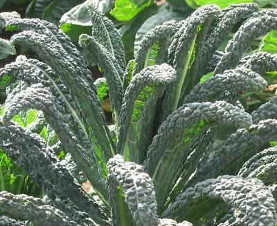 Kale Plug Plants - Curly Tuscan Siberian Portugese Chinese Black Magic • £7.99