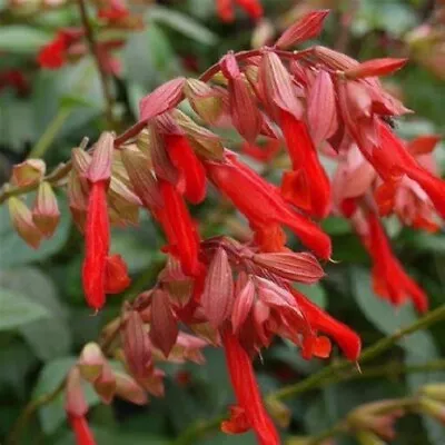 3x Salvia Red Orange Flowering Embers Wish Plug Plants Ornamental Sage Perennial • £9.99