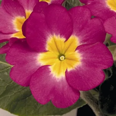 £1.19 • Buy Polyanthus - Crescendo Rose Shades - 20 Seeds