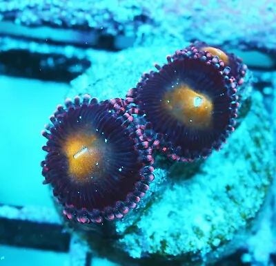 Bloody Mary Paly Zoanthids Paly Zoa SPS LPS Corals WYSIWYG • $4.99