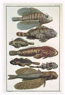 Flying Gurnard & Others Vintage Fish Print P. Tanje Old Picture 1990 CNHPF#15 • $4.96