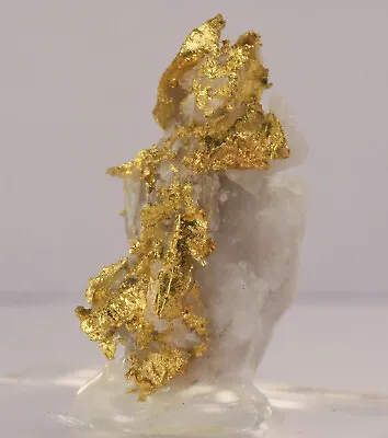 Gold Leaf Nugget W/ Quartz - Harvard Mine - Tuolumne Co. CA -  5.16 G • $995