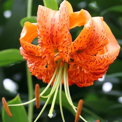 Lilies HENRYI X4 Bulbs Lilly Ready To Plant • £13.95