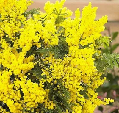 2x Acacia Dealbata Evergreen Mimosa Tree Ornamental Garden Plants Shrubs In Pot • £25.75