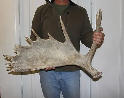 Nice Big Moose Shed #3 Antler Mount / Sheds Antlers Whitetail Elk Deer 223 • $195