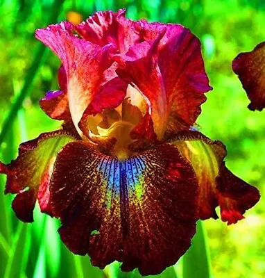 20 Heirloom Iris Seeds Fragrant Flower Plant (much Less Money Than Bulbs) • $4.36