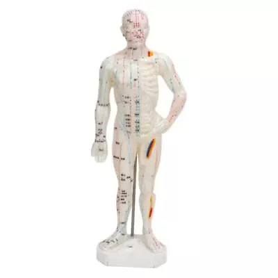 Professional Acupuncture Point Model For Human Body Therapy Educational Tool • $24.55