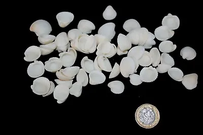 White Cockle Shells • £5