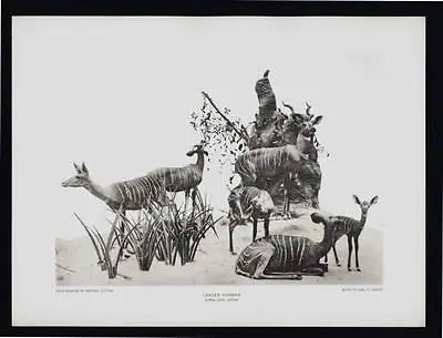 Photogravure Carl E. Akeley Lesser Koodoo Somaliland Taxidermy Sculpture • $6.99