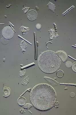 Vintage Microscope Slide By S.H.Meakin. Diatom Strew From Redondo Beach. U.S.A. • $6.31
