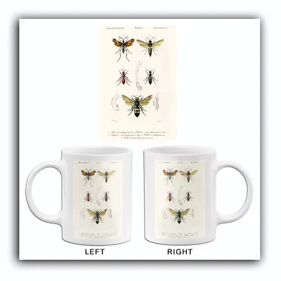 Spider Wasp (Pepsis Stellata) - Australian Wasp - Velvet Ant 1849 Insect Mug • $16.99