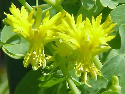 15 Canary Creeper Nasturtium Seeds - Edible • £2.39