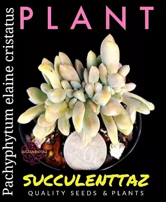 PLANT Pachyphytum Elaine Cristatus CRESTED SUCCULENT Echeveria Family Cactus Col • $11