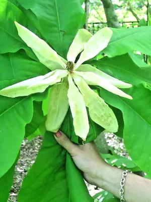 12 UMBRELLA MAGNOLIA SEEDS - Magnolia Tripeta • $6.50