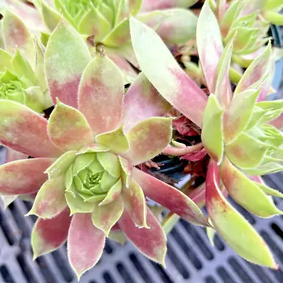 Sempervivum 'Gay Jester'  9cm Pot. • £3.99