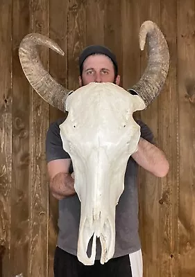 Real Repaired Water Buffalo Skull Horn Mount Taxidermy Man Cave Cabin Decor • $149.99