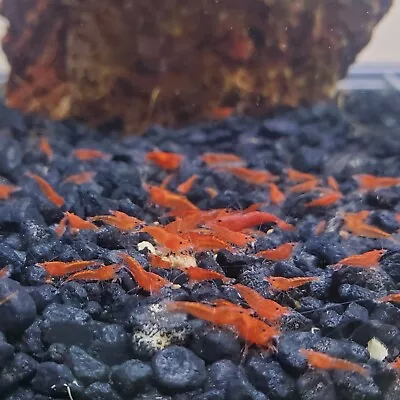 10+1 Red Fire Cherry - Freshwater Neocaridina Aquarium Shrimp. Live Guarentee • $15