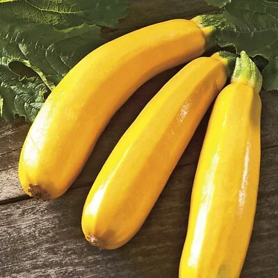 X4 COURGETTE 'Yellow Golden' Plug Plants (No Seeds) - End Of April 2024 • £10.99