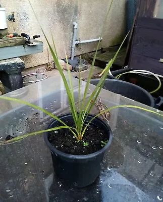 Small Yucca Plant • £5