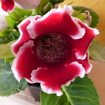 Russian Gloxinia Seeds House Plants With Red White Edges Flowers  F1 Hybrids • £2.99