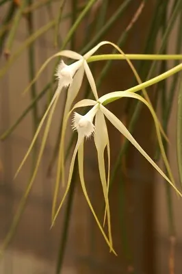 LOVELY MEXICO/CENTRAL AMERICA ORCHID SPECIES Brassavla Cucullata BS • $50