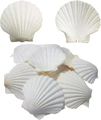 SEAJIAYI 6PCS Scallop Shells For Serving FoodBaking Shells Large Natural White  • $14.17