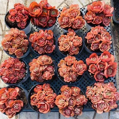 #SOLD OUT# Echeveria Suyon One Head 🏵️Cutting  3cm Diameter Succulent • $5