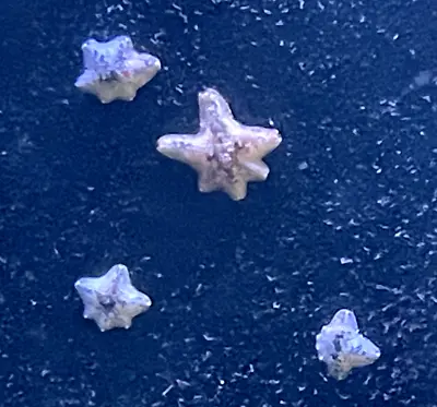 Asterina Starfish - Marine CUC Or Harlequin Shrimp Live Food • £9.99