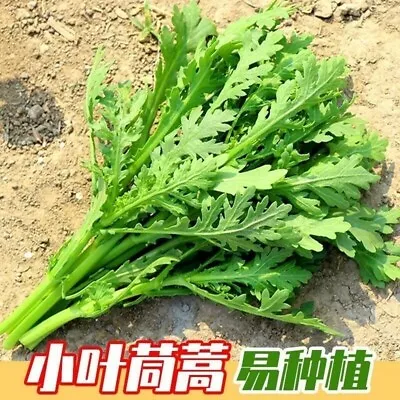 100x Crown Daisy Chrysanthemum Seeds Serrated Leaf /Tongho/Shungiku长杆小叶茼蒿种子100粒 • £0.99