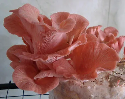 10cc Pink Oyster (Pleurotus Djamor) Mushroom Liquid Culture • $5