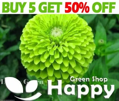 ZINNIA DAHLIA LIME GREEN - ENVY - 360 SEEDS Zinnia Elegans Dahlia Flowered • £1.99