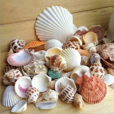 Natural Beach Mixed SeaShells 100g Mix Shells Craft SeaShells • $8.96