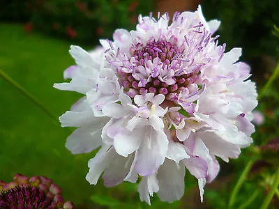 Perennial And Biennial Cottage Garden Seeds • £2.22